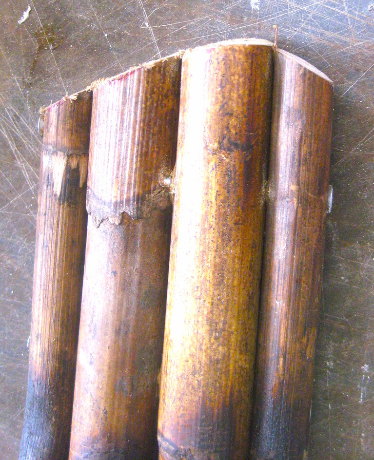 A close up of four stalks of cane, bundled to become a provisional leg.